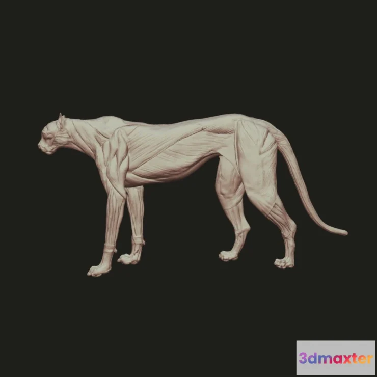 1531506 - PBR Game 3D Models - Cheetah Anatomy 3D Max