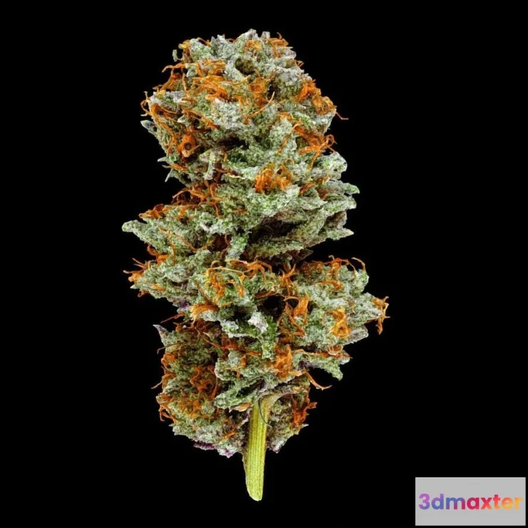 1531548 - PBR Game 3D Models - Cookies Cream Cannabis Model 3D Max