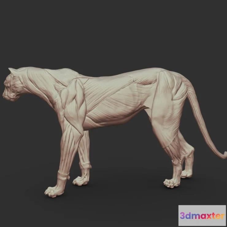 1531552 - PBR Game 3D Models - Cougar Anatomy 3D Max
