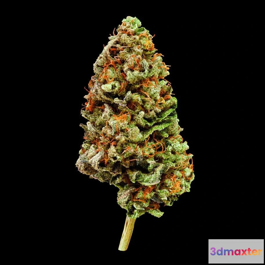 1531682 - PBR Game 3D Models - Elb Cannabis Model 3D Max