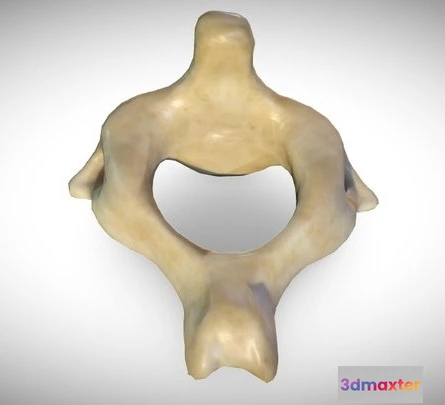 1531796 - PBR Game 3D Models - 2Nd Cervical Vertebra (Axis) 3D Max