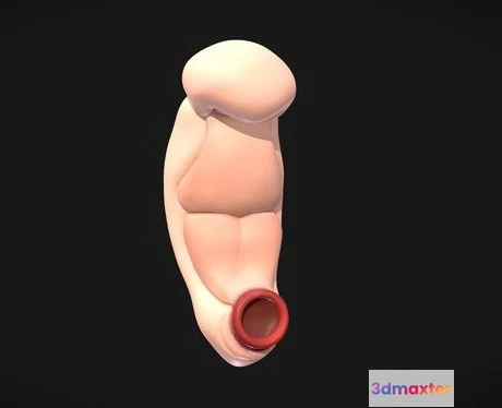 1531798 - PBR Game 3D Models - 3 Weeks Human Embryonic (Baby Stages) 3D Max