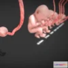 1531800 - PBR Game 3D Models - 3D Animated Human Fetus 3D Max