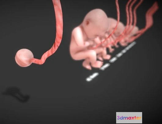 1531800 - PBR Game 3D Models - 3D Animated Human Fetus 3D Max
