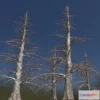 1531806 - PBR Game 3D Models - 4 Dead Fir Trees Pack (Ultrahigh Poly) 3D Max