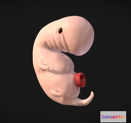 1531808 - PBR Game 3D Models - 4 Weeks Human Embryonic (Baby Stages) 3D Max