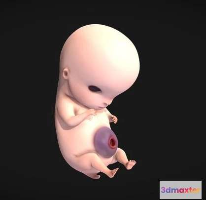 1531812 - PBR Game 3D Models - 6 Weeks Human Embryonic (Baby Stages) 3D Max