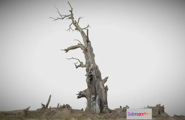 1531814 - PBR Game 3D Models - 600 Year Old Dead Oak   ENT 01 3D Max