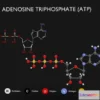 1531838 - PBR Game 3D Models - Adenosine Triphosphate (ATP) Diagram 3D Max