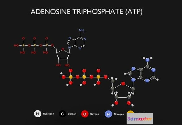 1531838 - PBR Game 3D Models - Adenosine Triphosphate (ATP) Diagram 3D Max