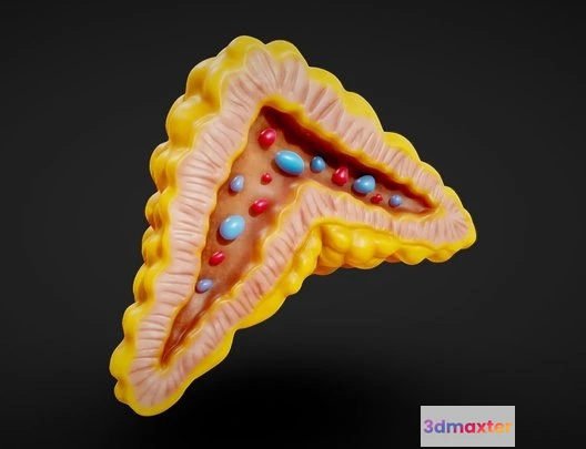 1531846 - PBR Game 3D Models - Adrenal Gland Cross Section Anatomy 3D Max
