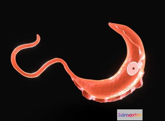 1531852 - PBR Game 3D Models - African Trypanosomiasis Sleeping Sickness 3D Max