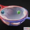 1531864 - PBR Game 3D Models - Alveolus Alveoli Cross Section Anatomy 3D Max