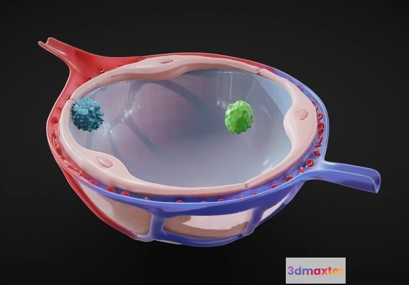 1531864 - PBR Game 3D Models - Alveolus Alveoli Cross Section Anatomy 3D Max
