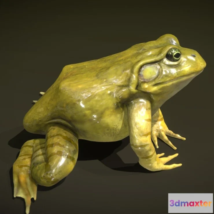 1531868 - PBR Game 3D Models - American Bullfrog 3D Max