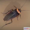 1531870 - PBR Game 3D Models - American Cockroach 3D Max