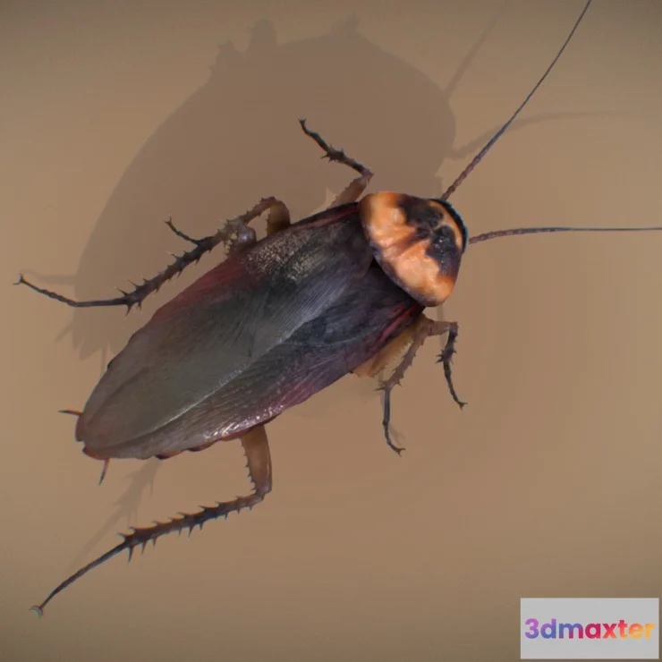 1531870 - PBR Game 3D Models - American Cockroach 3D Max