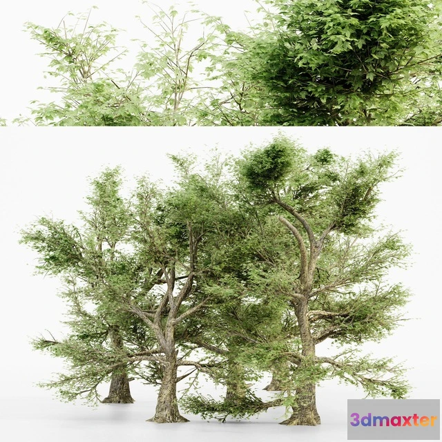 1531872 - PBR Game 3D Models - American Sycamore tree collection 3D Max