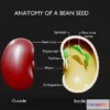1531874 - PBR Game 3D Models - Anatomy Of A Bean Seed 3D Max