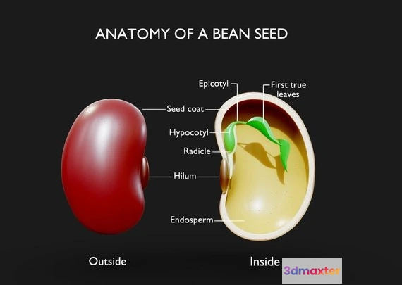 1531874 - PBR Game 3D Models - Anatomy Of A Bean Seed 3D Max