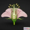 1531876 - PBR Game 3D Models - Anatomy Of A Flower 3D Max