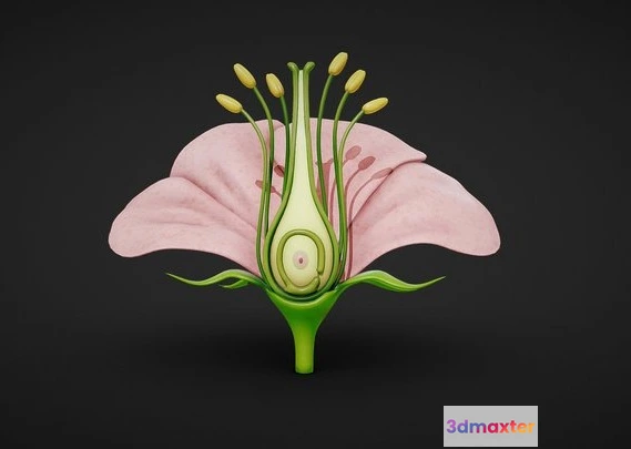 1531876 - PBR Game 3D Models - Anatomy Of A Flower 3D Max