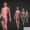 1531882 - PBR Game 3D Models - Anatomy Ultimate Pack 3D Max