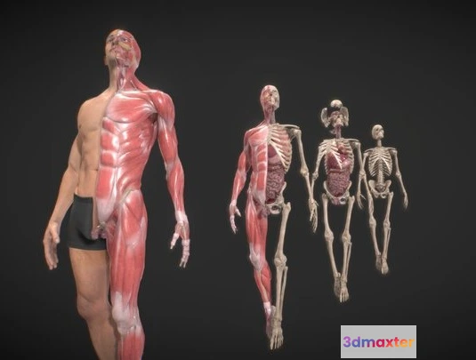 1531882 - PBR Game 3D Models - Anatomy Ultimate Pack 3D Max