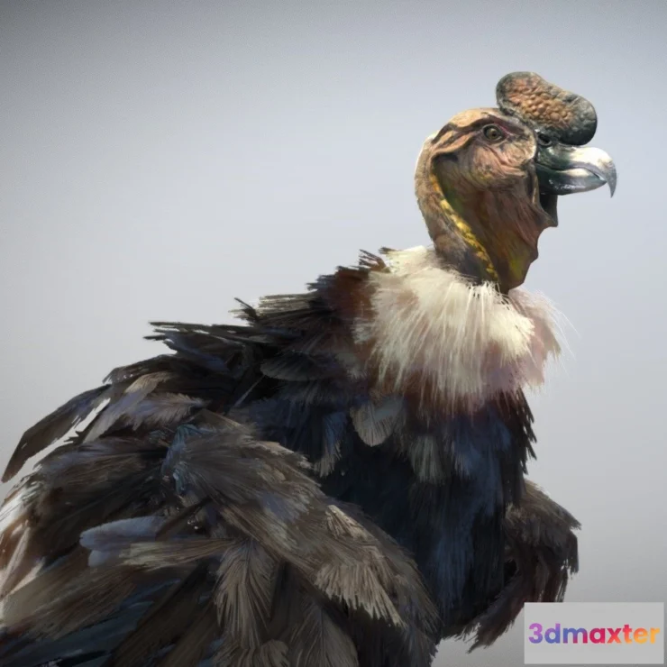1531888 - PBR Game 3D Models - Andean Condor 3D Max