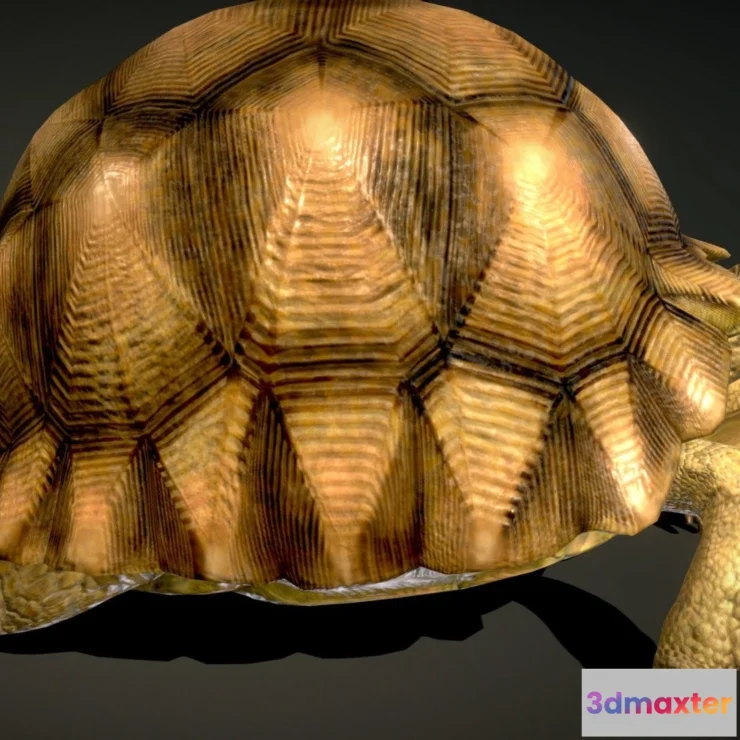 1531890 - PBR Game 3D Models - Angonoka Tortoise 3D Max