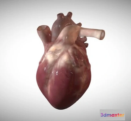 1531892 - PBR Game 3D Models - Animated Fetus Heart Week Sixteen 3D Max