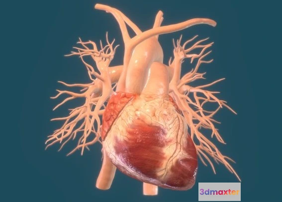 1531894 - PBR Game 3D Models - Animated Heart Anatomy 3D Max