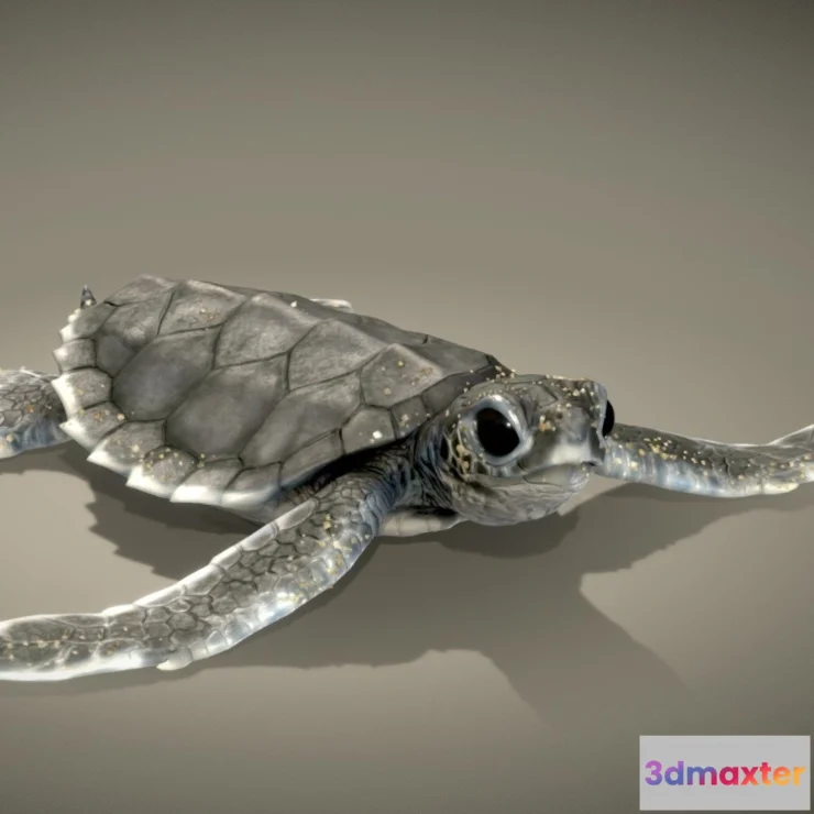 1531958 - PBR Game 3D Models - Baby Green Sea Turtle ( Hatching ) 3D Max