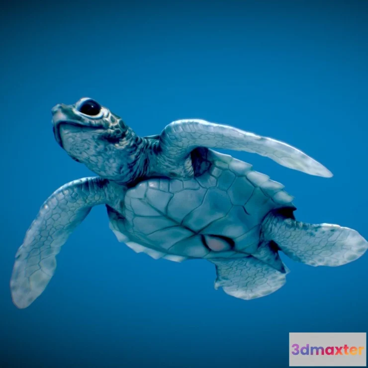 1531960 - PBR Game 3D Models - Baby Green Sea Turtle 3D Max