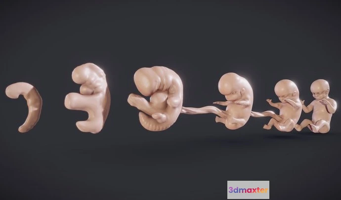 1531966 - PBR Game 3D Models - Baby Stages (Fetal Development) 3D Max