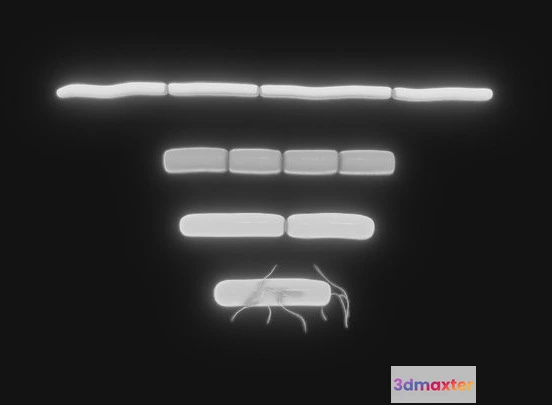 1531972 - PBR Game 3D Models - Bacillus Bacteria 3D Max