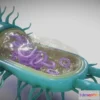 1531974 - PBR Game 3D Models - Bacterial Cell Structure 3D Max