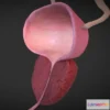 1531992 - PBR Game 3D Models - Benign Prostatic Hyperplasia 3D Max