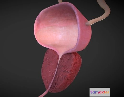 1531992 - PBR Game 3D Models - Benign Prostatic Hyperplasia 3D Max