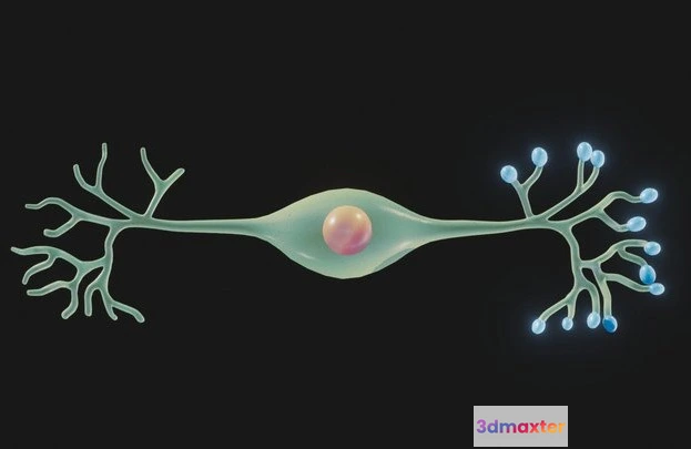 1532004 - PBR Game 3D Models - Bipolar Neuron Structure 3D Max