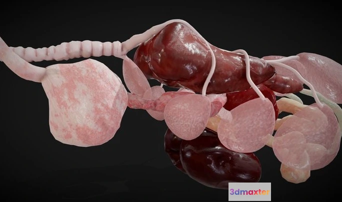 1532006 - PBR Game 3D Models - Bird Internal Organs 3D Max