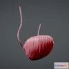 1532018 - PBR Game 3D Models - Bladder Anatomy 3D Max
