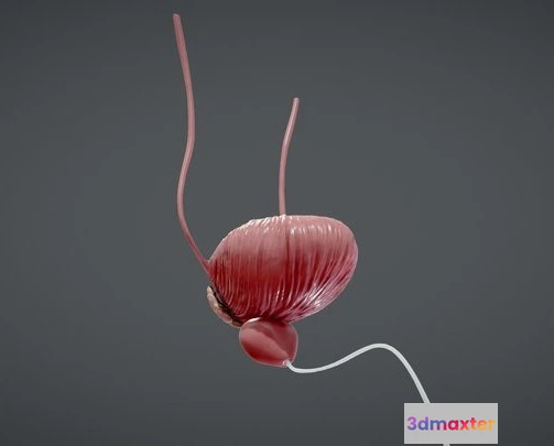 1532020 - PBR Game 3D Models - Bladder And Prostate Anatomy 3D Max