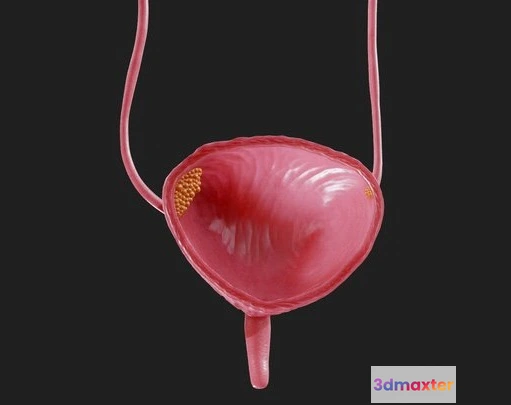 1532022 - PBR Game 3D Models - Bladder Cancer Anatomy 3D Max