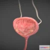 1532024 - PBR Game 3D Models - Bladder Cancer 3D Max