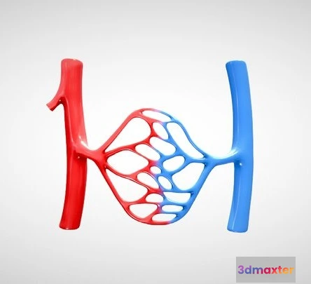 1532032 - PBR Game 3D Models - Blood Vessel Anatomy 3D Max