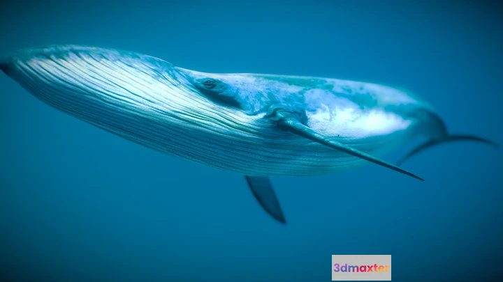 1532038 - PBR Game 3D Models - Blue Whale 3D Max