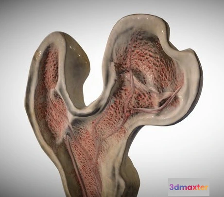 1532044 - PBR Game 3D Models - Bone CS 3D Max