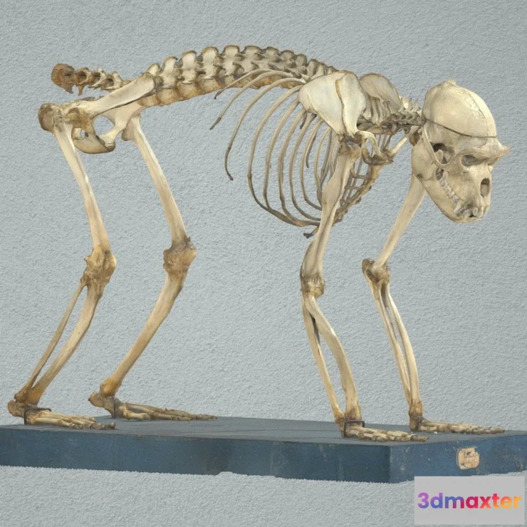 1532048 - PBR Game 3D Models - Bonnet Macaque 3D Max