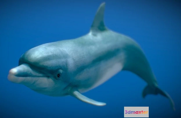 1532058 - PBR Game 3D Models - Bottlenose Dolphin 3D Max